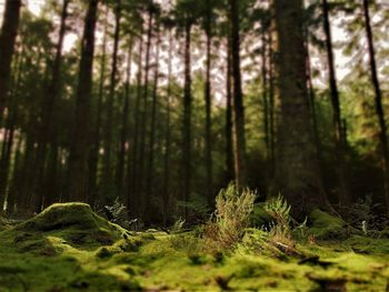 Trees in forest