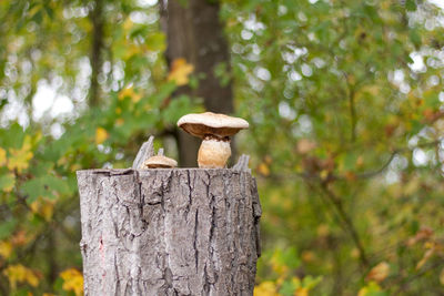 Close-up of mushrooms growing on tree trunk