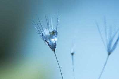 Close-up of a drop on dandelion