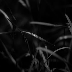 Close-up of dew on grass