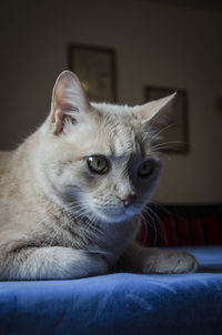 Close-up portrait of cat