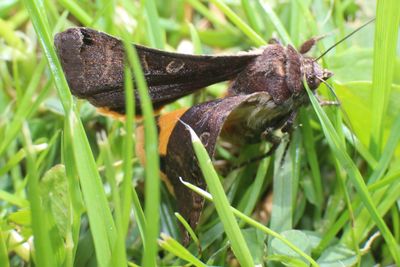 Close-up of plants growing on grassy field