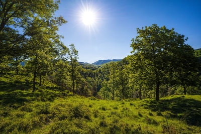 Scenic view of forest against sky on sunny day