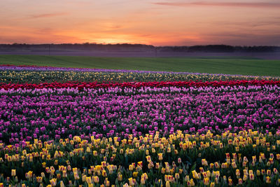 View of flowering plants on field against sky during sunset