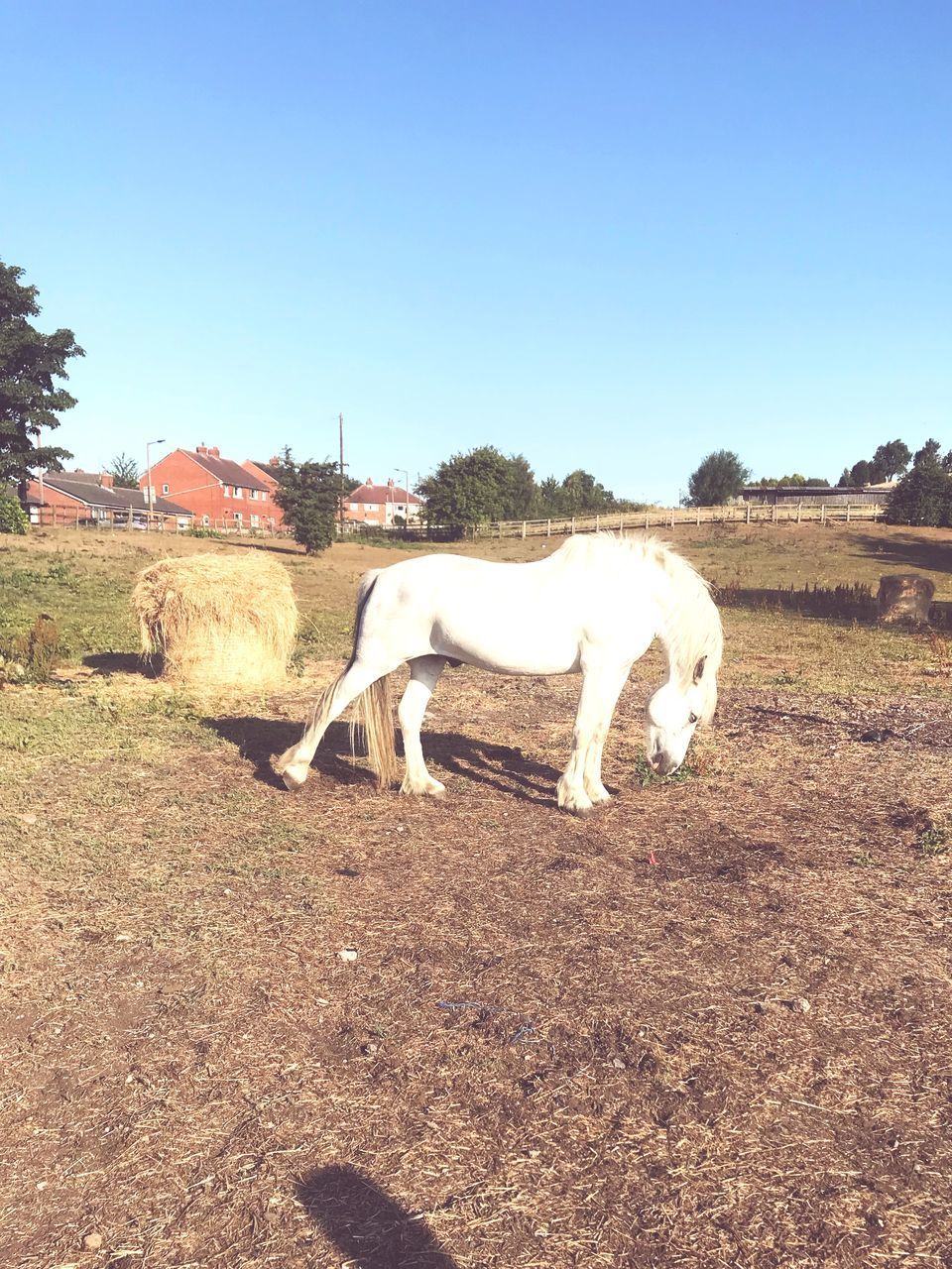 VIEW OF HORSE GRAZING IN RANCH