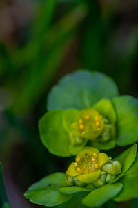 Close-up of water drops on flowering plant