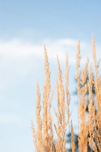 Close-up of stalks in field against sky