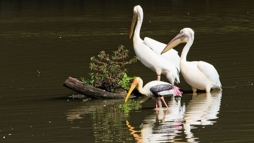 Pelicans and stork wading in lake
