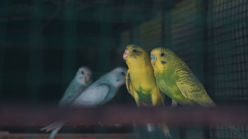 Close-up of parrot in cage