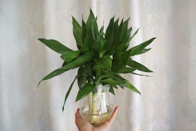 Close-up of hand holding plant in glass vase