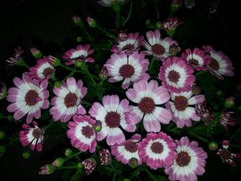 Close-up of pink flower blooming outdoors