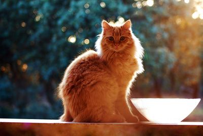 Close-up portrait of cat