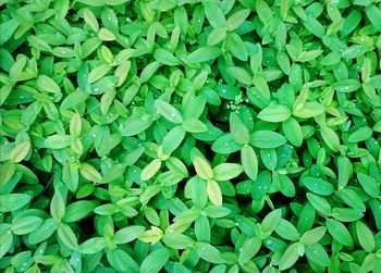 Full frame shot of green leaves