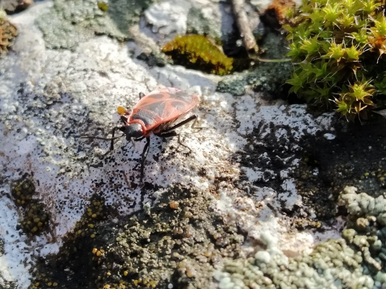 HIGH ANGLE VIEW OF HOUSEFLY ON ROCK