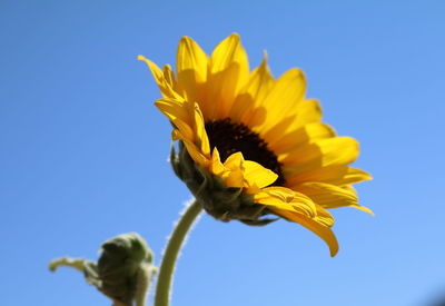 Low angle view of sunflower blooming against clear blue sky