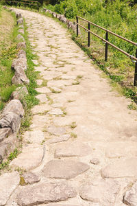 View of cat on footpath