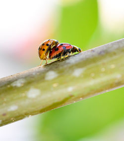 Close-up of insect on leaf