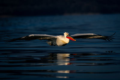 Pelican swimming in lake