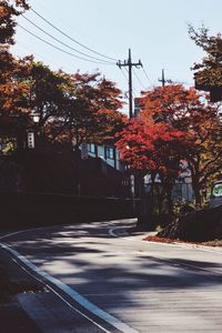 Road along trees