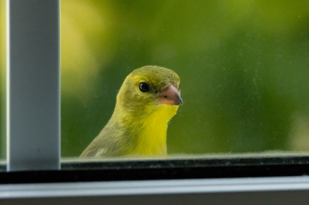 Hey, what's going on out there? Yellow Animal Themes Animal Bird Green One Animal Beak Canary Animal Wildlife Parakeet No People Lovebird Close-up Wildlife Window Pet Nature Domestic Animals Parrot Glass Outdoors Goldfinch