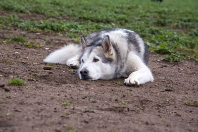 Dog lying on land