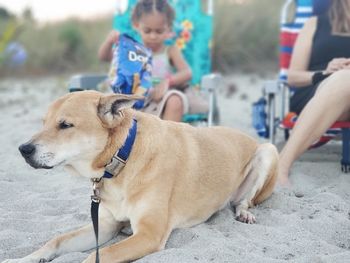 Dog looking at camera while sitting outdoors