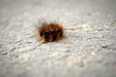 Close-up of insect