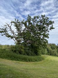 Tree on field against sky