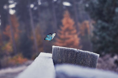 Butterfly flying over railing during winter