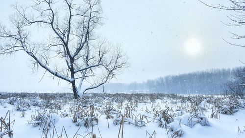 Bare trees on snow covered field against sky