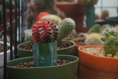 Cactus on the garden