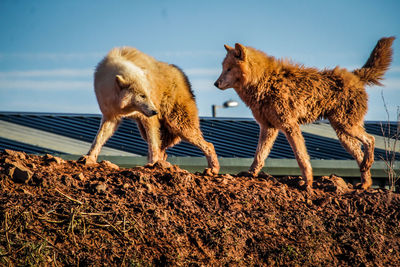 Close-up of sheep against sky