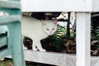 Close-up of cat sitting outdoors