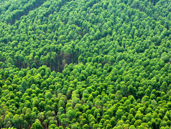 High angle view of trees in forest