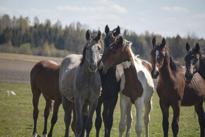 Horses on field