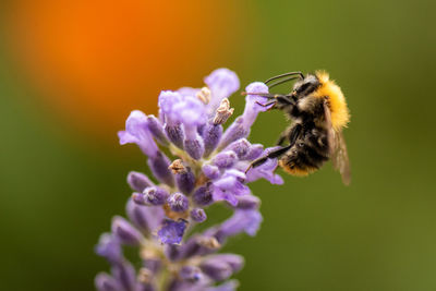 Close-up of honey bee pollinating on purple flower