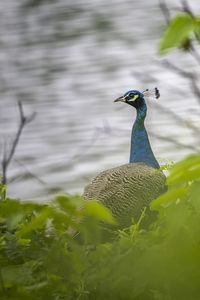 Close-up of peacock