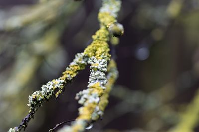 Close-up of white flowering plant