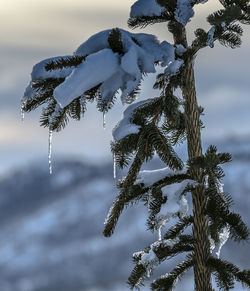 Trees on snow covered landscape