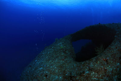 View of fish swimming underwater