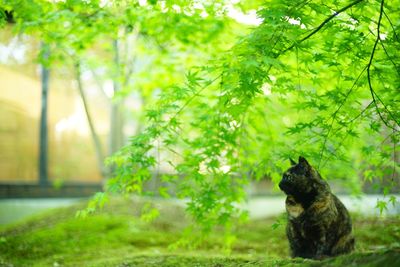 A tortoiseshell cat sitting in japanese garden at fresh green season