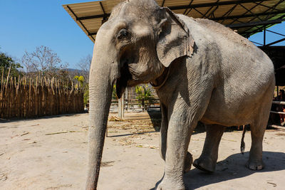 Elephant standing by trees against sky