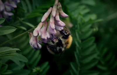 Close-up of bee on flower