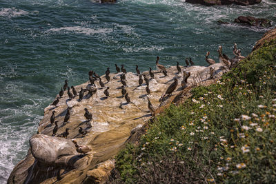 Pelicans on the rocky coastline near la jolla, san diego -california, usa