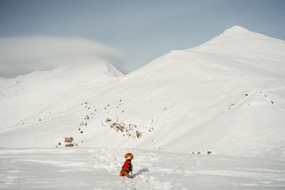 Rear view of a dog on snow covered mountain