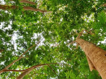 Low angle view of a tree