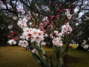 Apple blossoms in spring