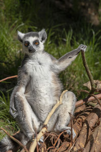 Relaxing lemur in the sun