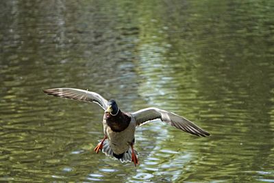 Bird flying over lake