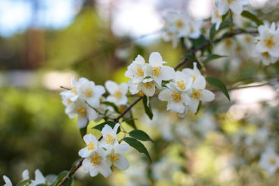 Close-up of white flowering plant